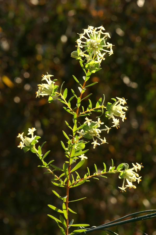 Pimealea linifolia